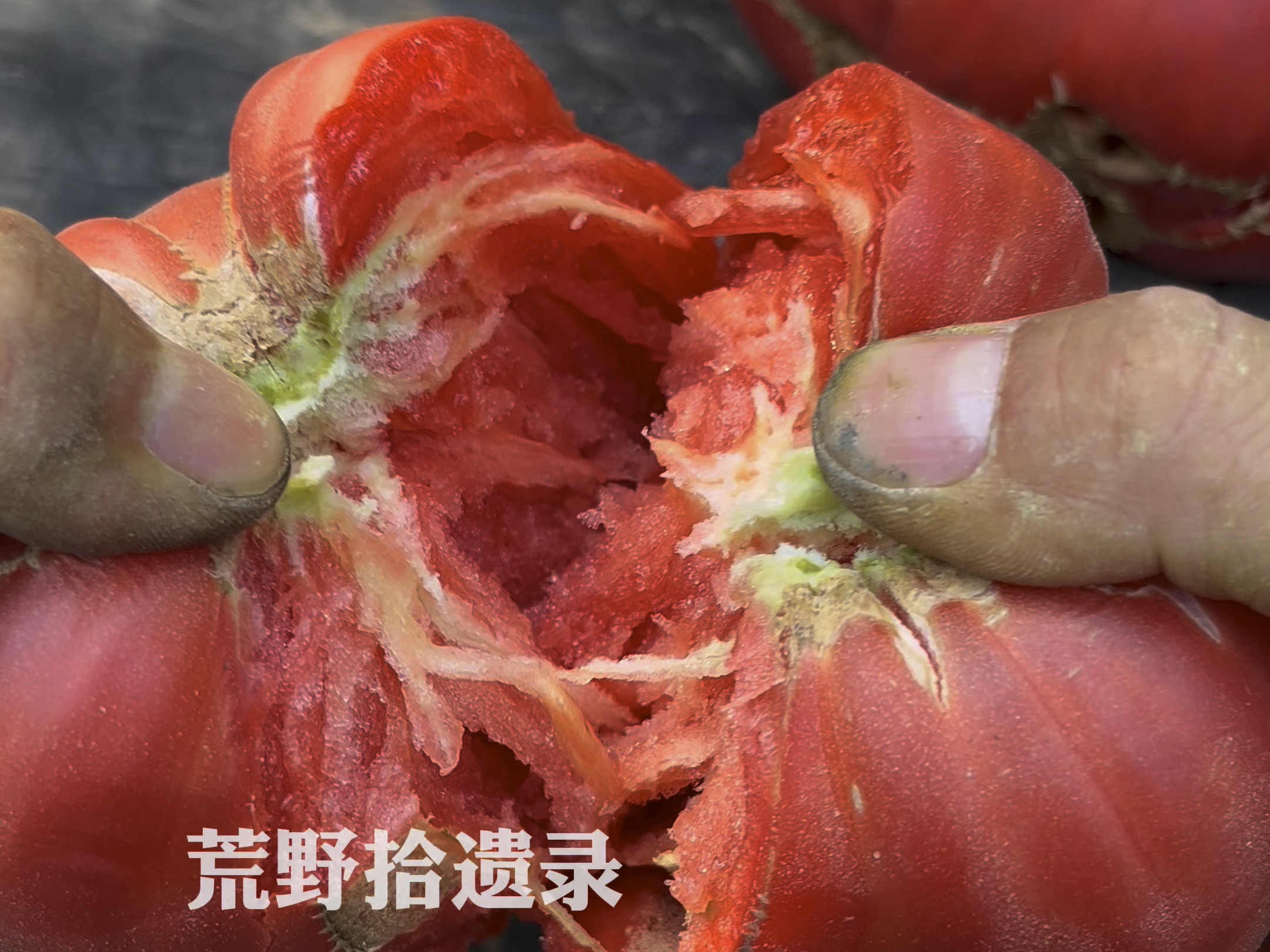 正宗沙瓤西红柿