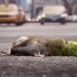 1只老鼠误吞霉变果子，没想竟引发全球危机，科幻短片《吞噬》
