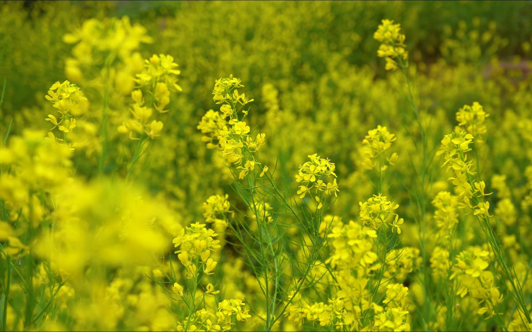 【空镜素材】油菜花田