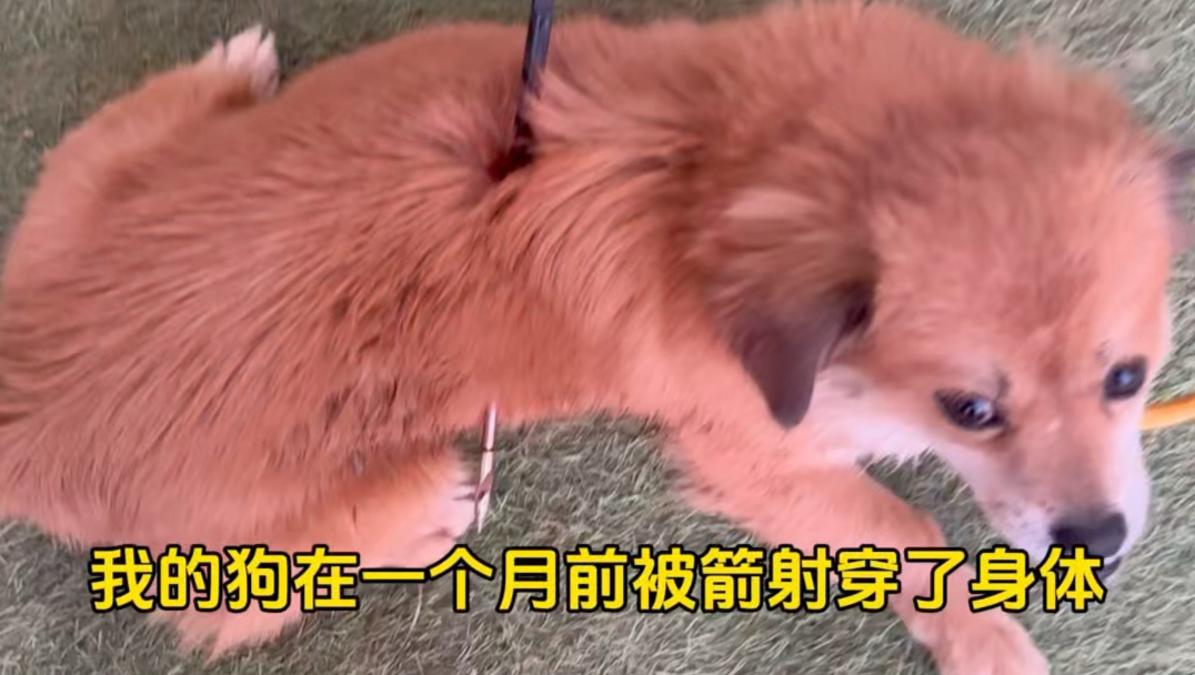 我决定在事发一个月后发布这条视频，是希望大家也能提高警惕。我们无法识别人心，那就只有自己去建一堵“围墙”，尽可能地保护好它们