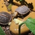 黄缘闭盒龟吃猕猴桃，初级小百科