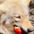 为了抢苹果，小狼居然发出了狗叫声