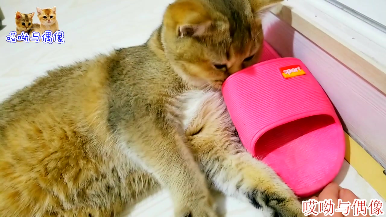 哎呦与偶像