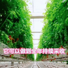 智能温室大棚内的番茄无土栽培种植，是一种结合了现代农业技术与传统种植方法的创新模式。通过精确控制温度、湿度等环境参数，为番茄提供了最佳的生长环境，从而实现了高效