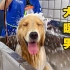 赛级金毛的洗澡全程视频 “温文尔雅的性格 讨人喜爱的长相”