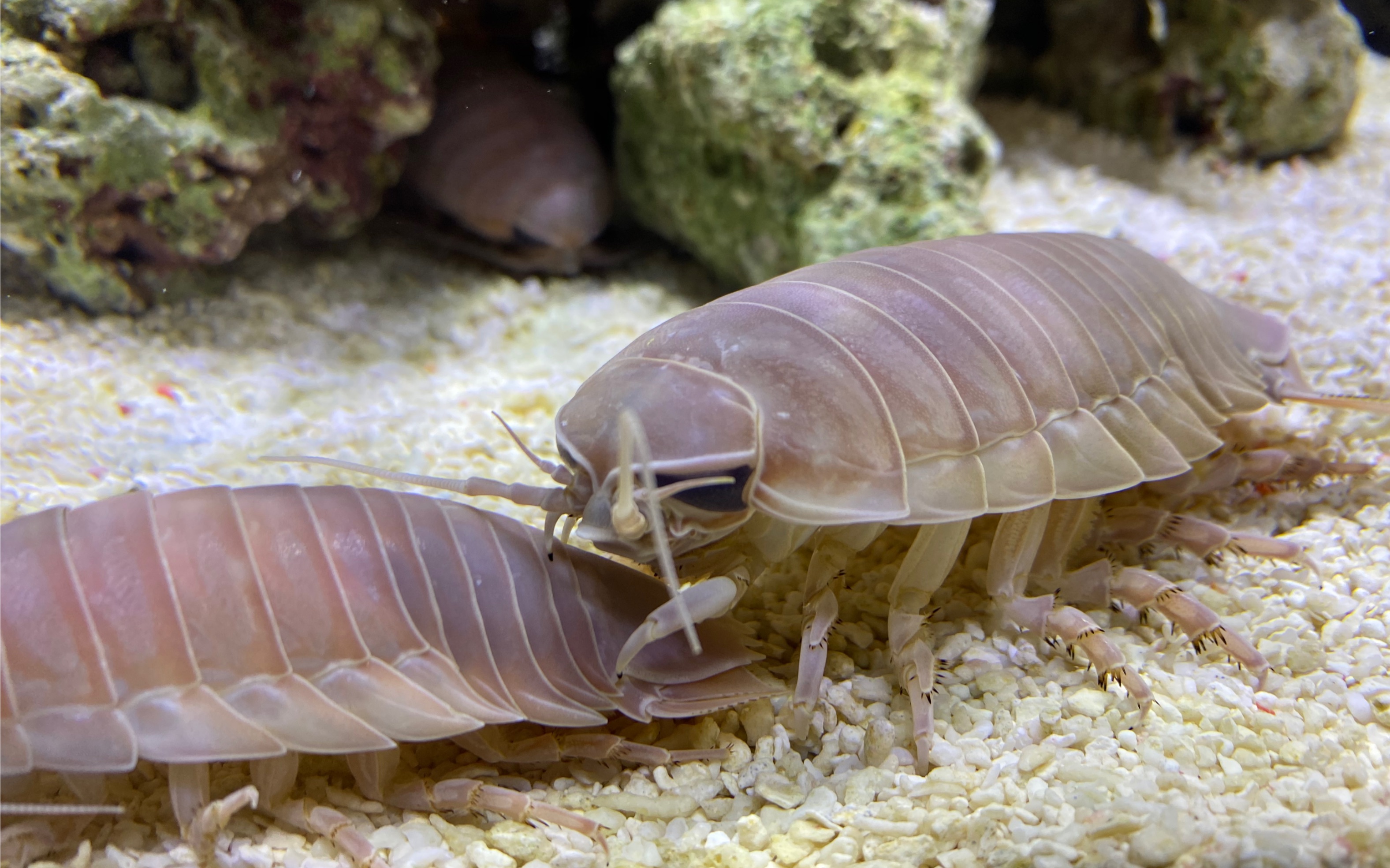 破译首个深海甲壳动物（深海水虱）基因组 - 知乎