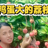 百果荔王荔枝界的巨无霸，果大惊人，甜蜜无限。#优质农产品 #现摘现发#新品种荔枝王