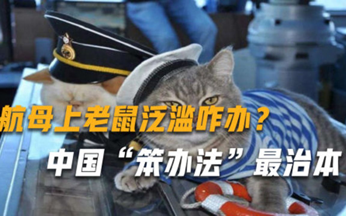 航母上老鼠泛滥如何整治美国养猫都没用，中国一招解决问题