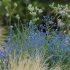 羽毛草，繁花、阳光和微风幻化的盛夏花园秘境。