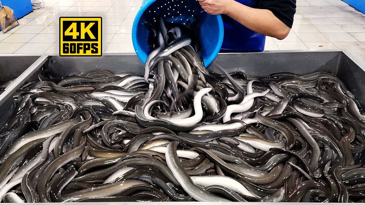 【4K60帧】美食探店：韩国烤鳗鱼餐厅鳗鱼加工流程一览 | 作者：Tasty Travel