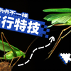 超越人眼极限！3000帧超清慢放昆虫起飞的神奇瞬间