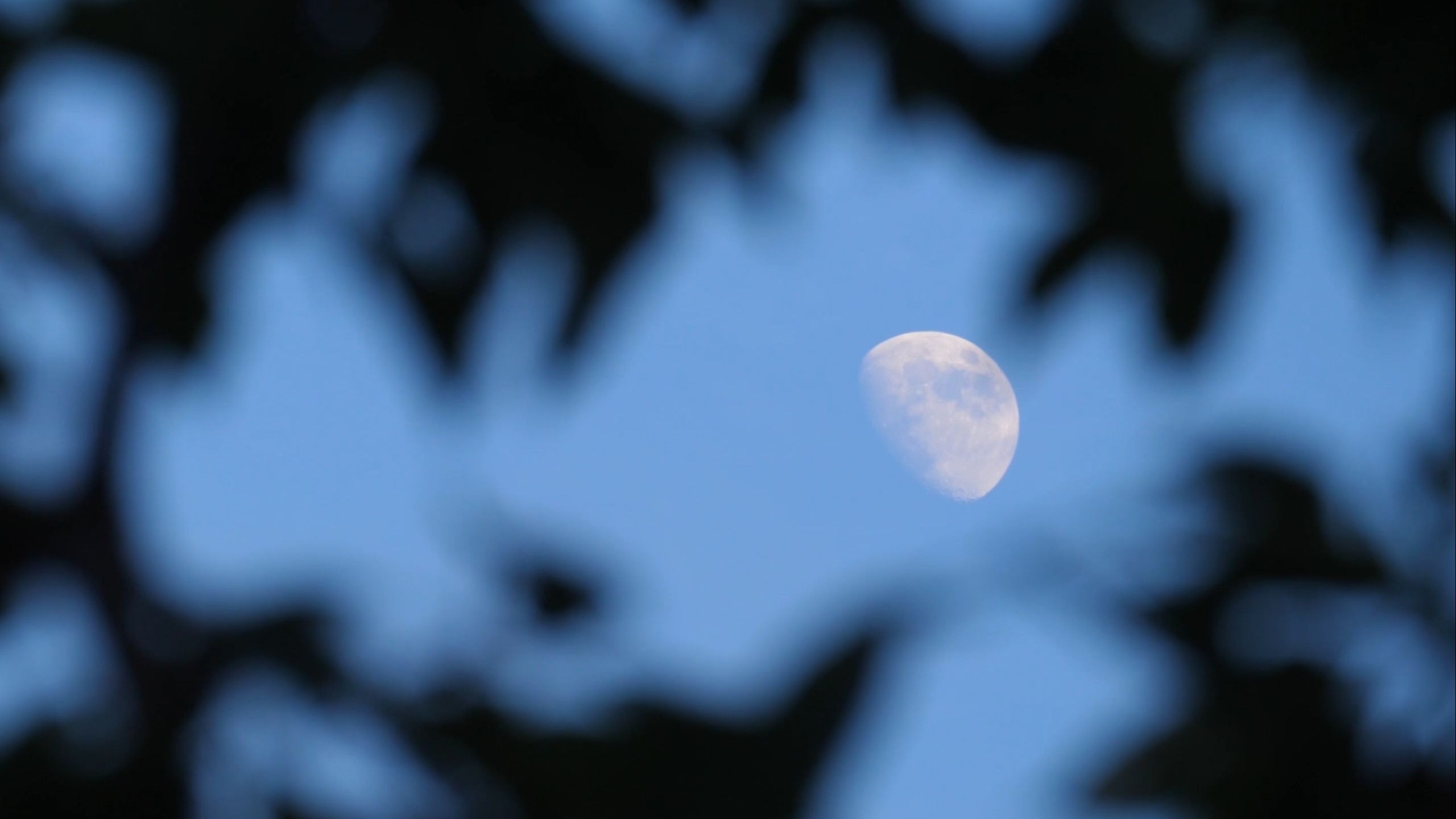 【视频】诗意月下湖面月上柳梢月夜意境视频素材 免费下载