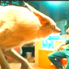 没想到刘亦菲竟然是这么可爱的小狐狸，还要给冯绍峰生孩子