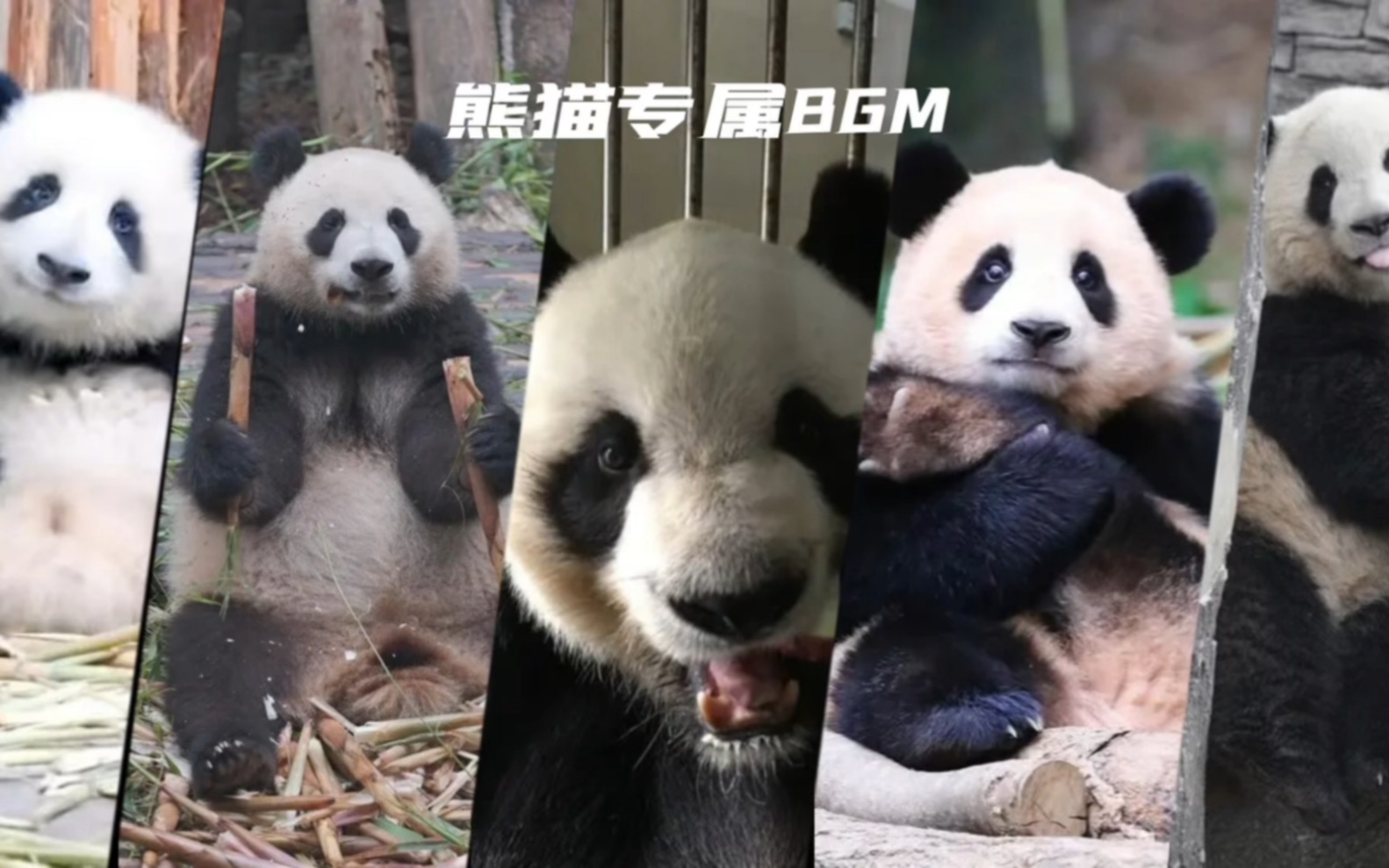 五大顶流熊猫专属BGM