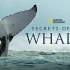 【纪录片】鲸鱼的秘密（2021）[4集] 超清1080p 中文字幕