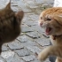 打架的猫咪太可怕，不管你们怕不怕，反正我是怕了！