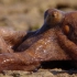 【BBC地球】一种能在陆地上行走的神奇章鱼@柚子木字幕组
