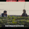 请不要再嘲笑农场主了，他真的很淳朴