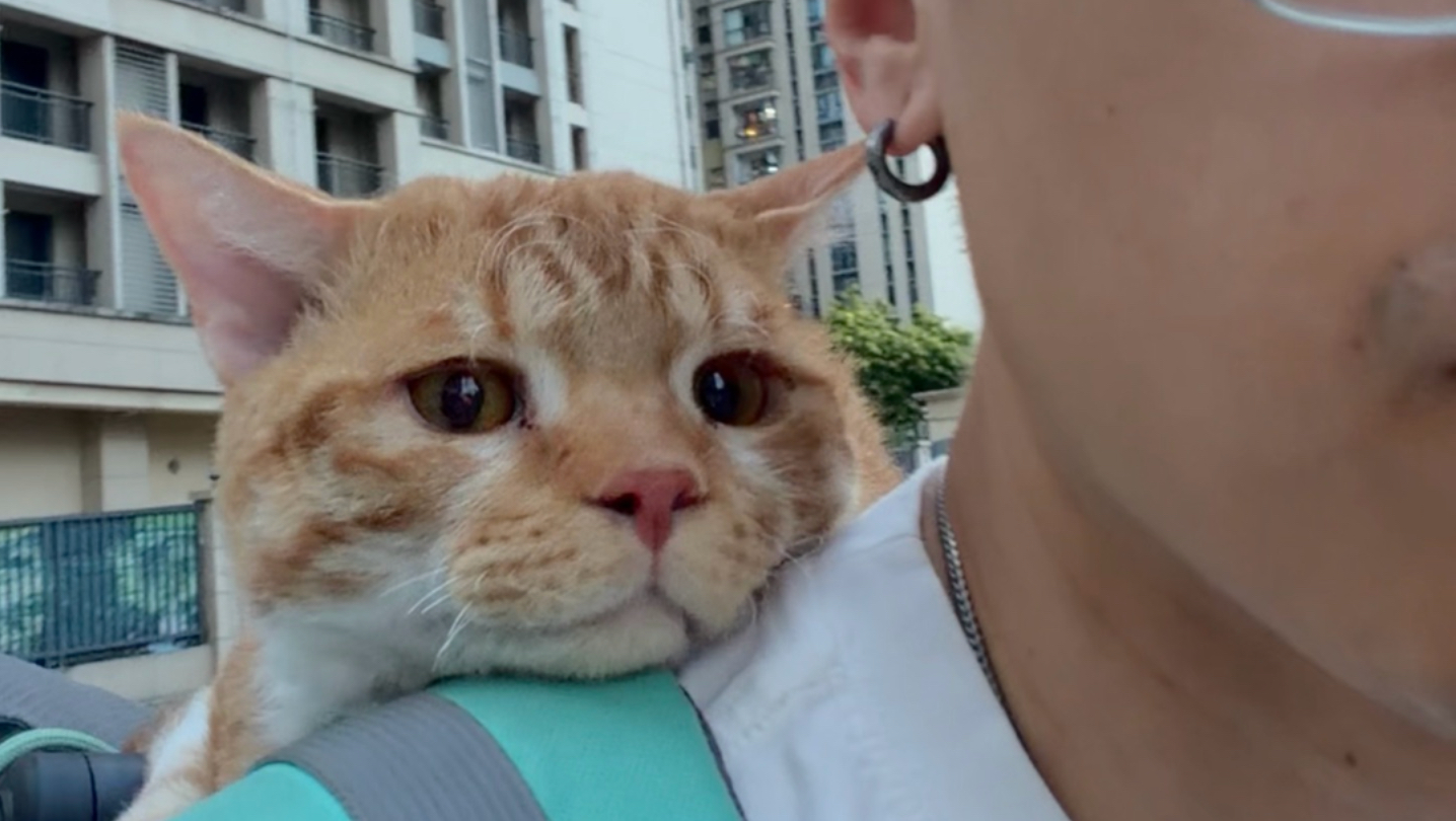 当我有只陪我出门的小猫