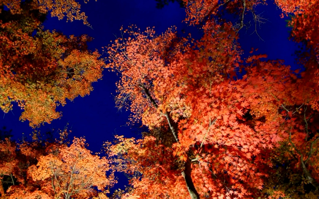 4k autumn leaves in karuizawa 轻井泽红叶