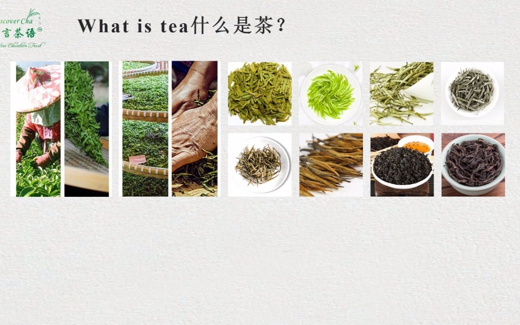 零基础茶艺英语 第二课 茶叶的分类 Classification