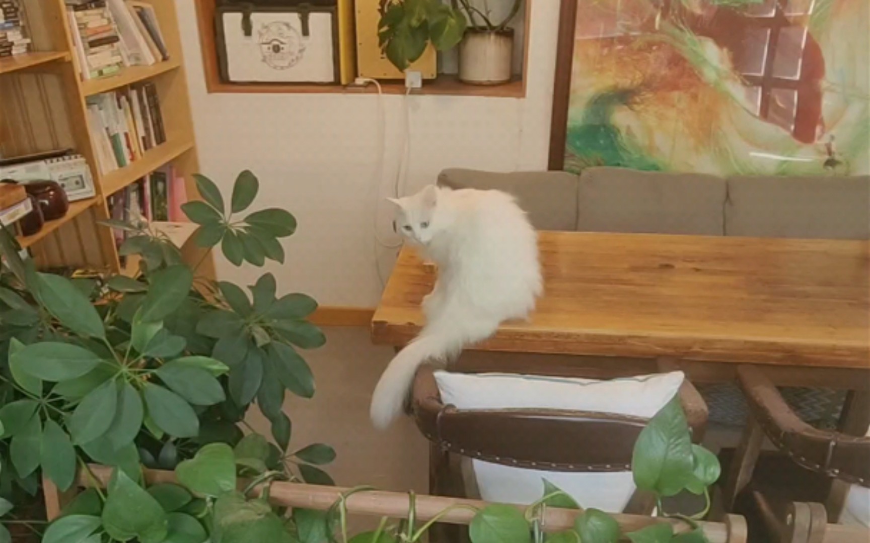 观察坐在角落的小白猫