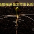 植物发芽时根系是怎么长的？这个视频告诉你。