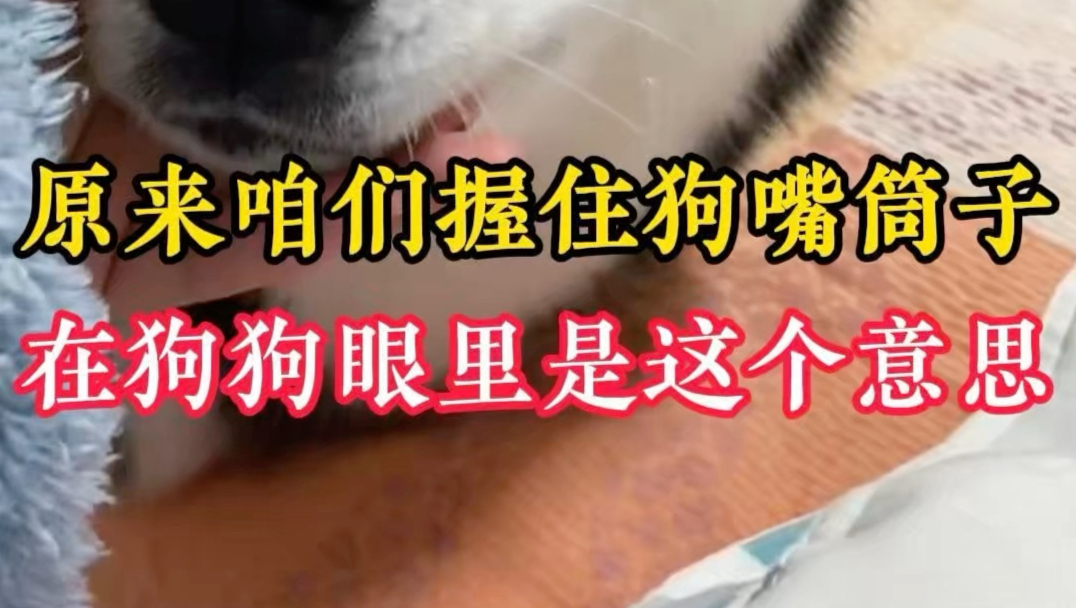 狗狗的嘴被抓他是什么感觉