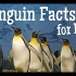 了解企鹅特征 Penguin Facts