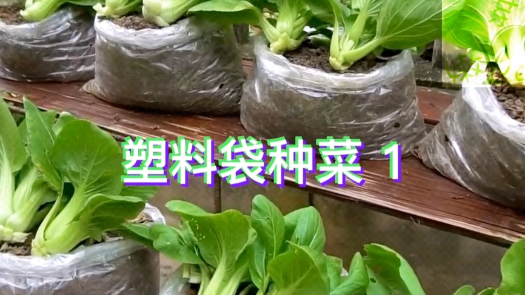 塑料袋种菜 1