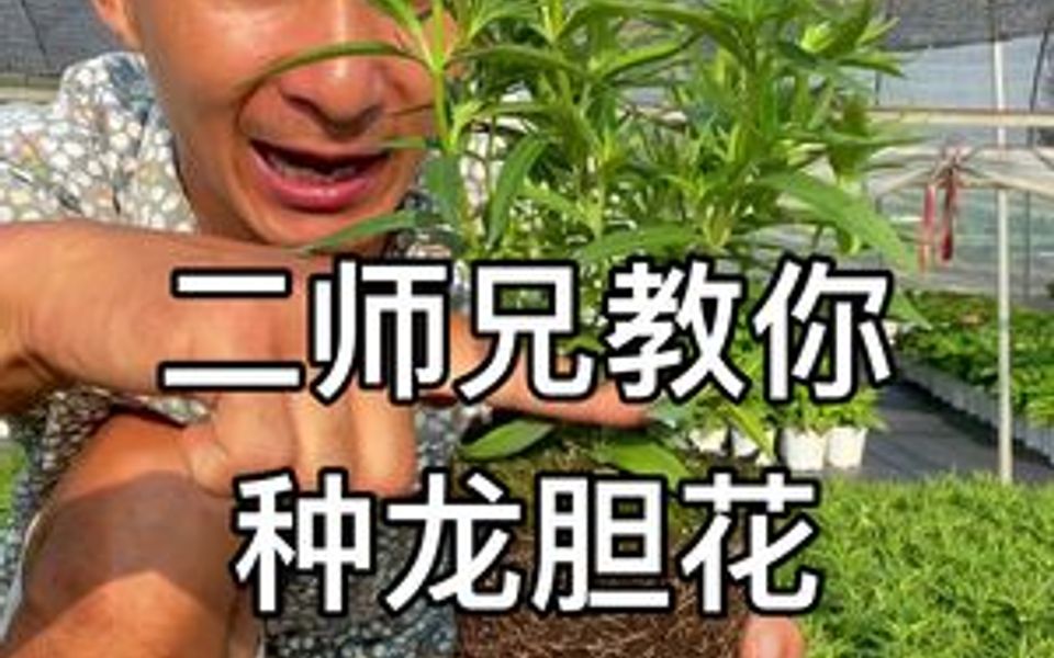 龙胆花功效(龙胆花的功效与作用，解决胃痛、消炎、抗菌、清热解毒等问题)