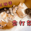 小奶猫告诉你，凑热闹也是有风险滴