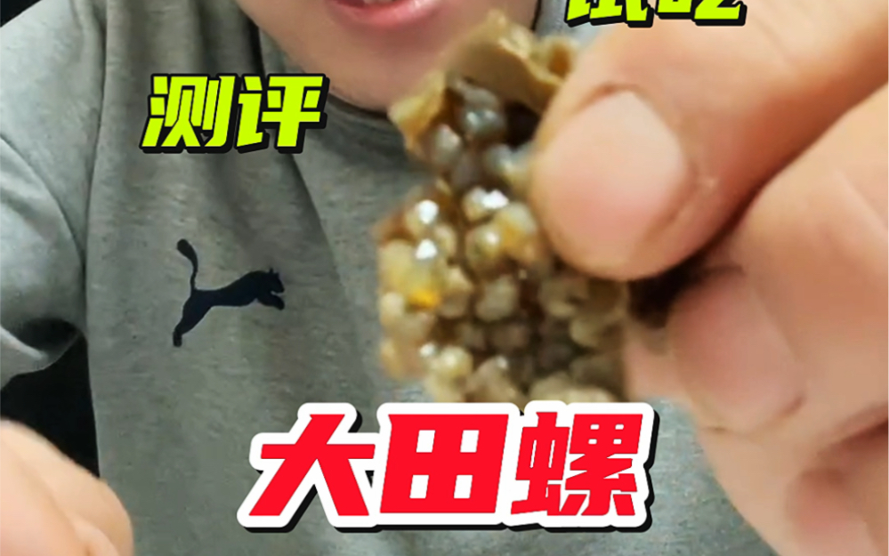 这个螺在繁殖期真的没得吃 #测评 #田螺 #福寿螺