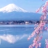 一首日本经典民歌《樱花》带你了解日本独有的樱花文化