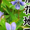相貌平平但大家都很喜欢的植物：紫花地丁，叶子形似耕田的犁头又叫犁头草，你见过吗＃紫花地丁 ＃犁头草 ＃蒲公英