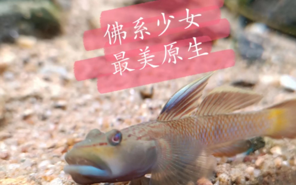 原生缸1200500300宽鳍鱲齐氏鱊高帆褐吻虾虎川吻虾虎