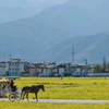 《去有风的地方》云南大理超治愈宣传片完整版