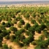 快来看蚂蚁森林实况，已种下1025万棵树，你的那棵在哪里