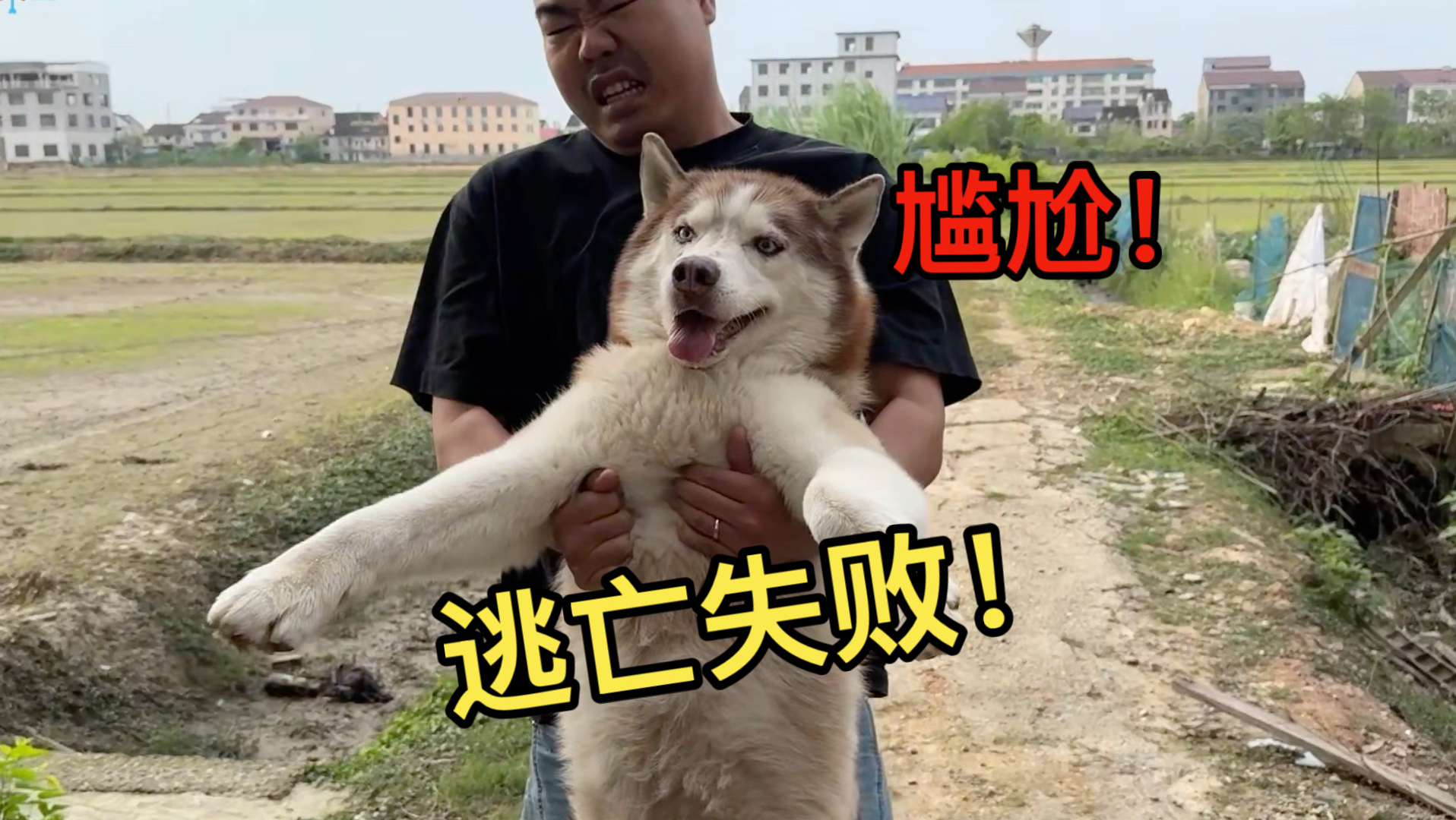 二哈偷学开门技巧，带领同伴逃跑，结果被……