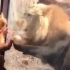 婴儿穿着狮子装与狮子面对面
