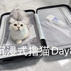 沉浸式撸猫Day8-前方驶来一辆小摩托