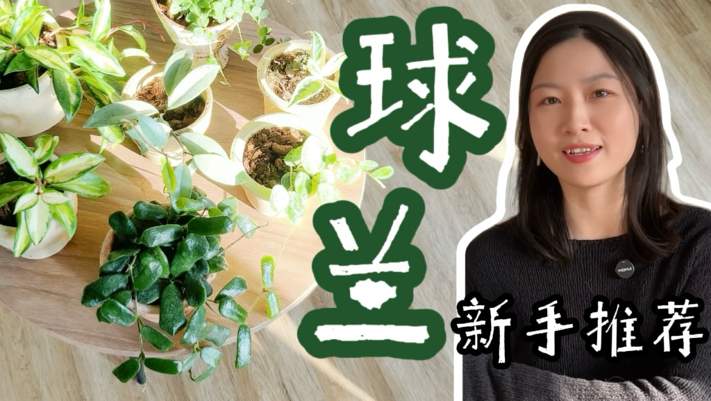 球兰新手品种推荐！原来球兰这么可爱又好养啊
