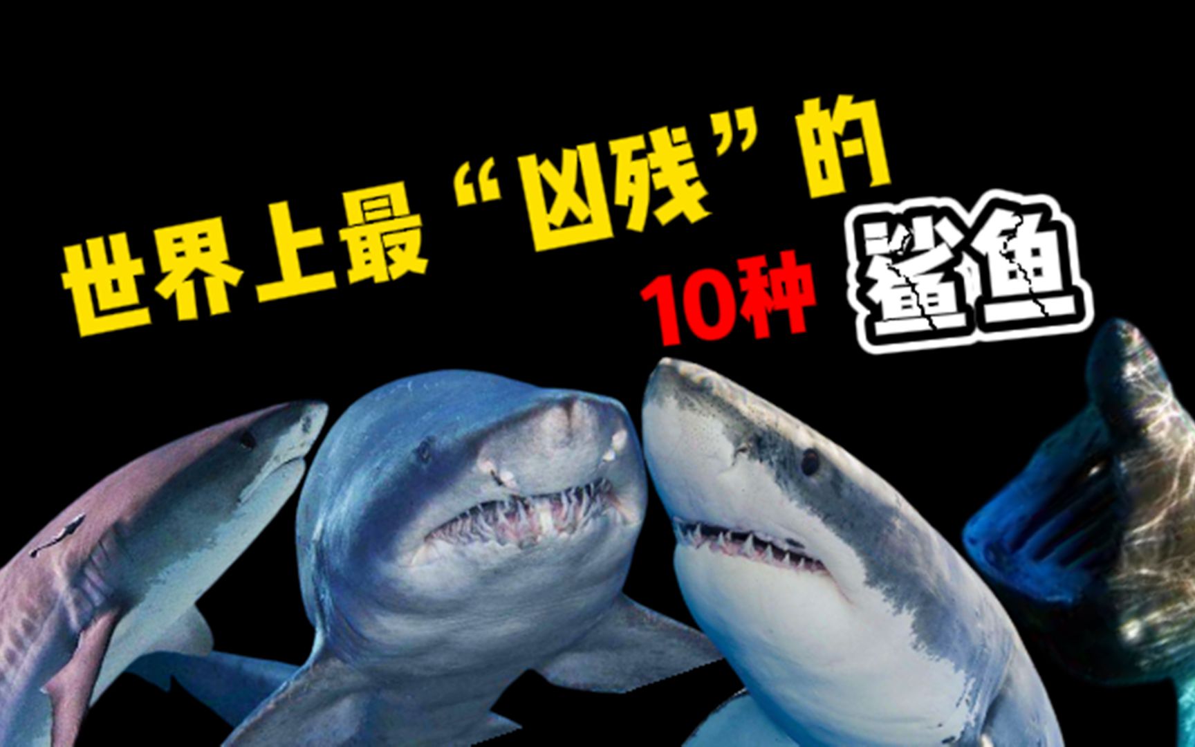 世界上最凶残的10种鲨鱼，看完之后你还敢说它们不够可怕吗?