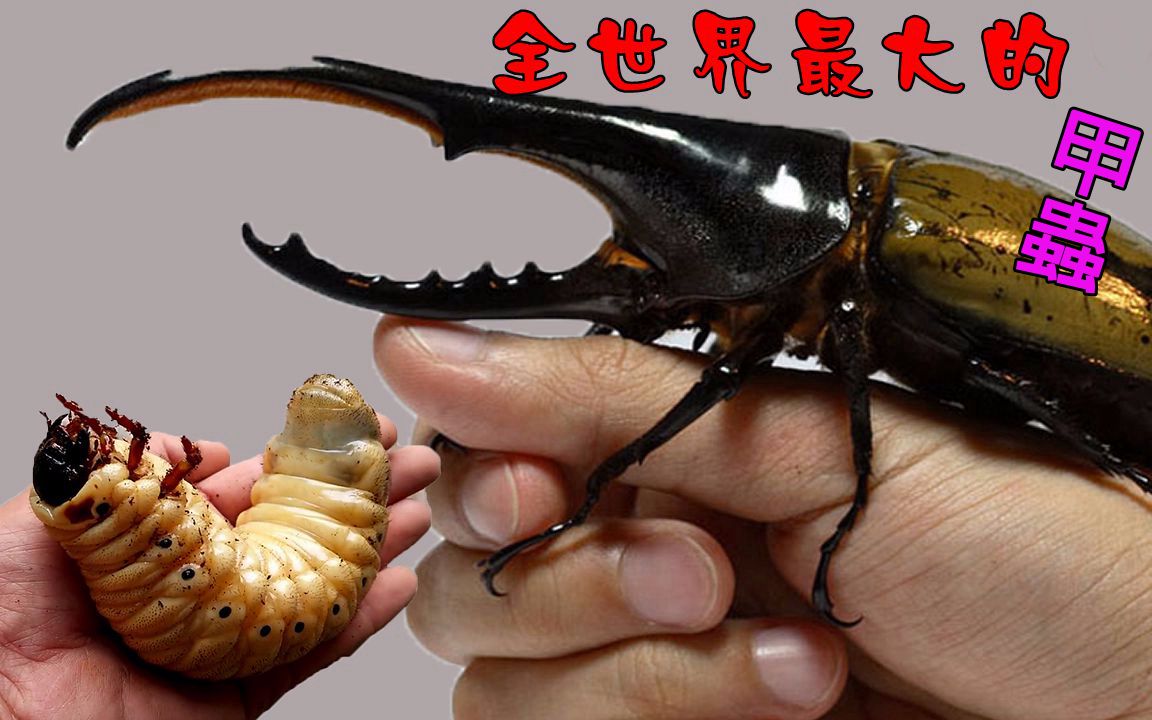 全世界最大的甲虫海克力士长戟大兜虫