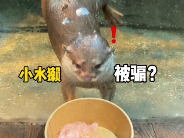 用肉拦住回家的小水獭