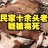 村民家十余头老牛疑似被投毒致死，警方已介入调查