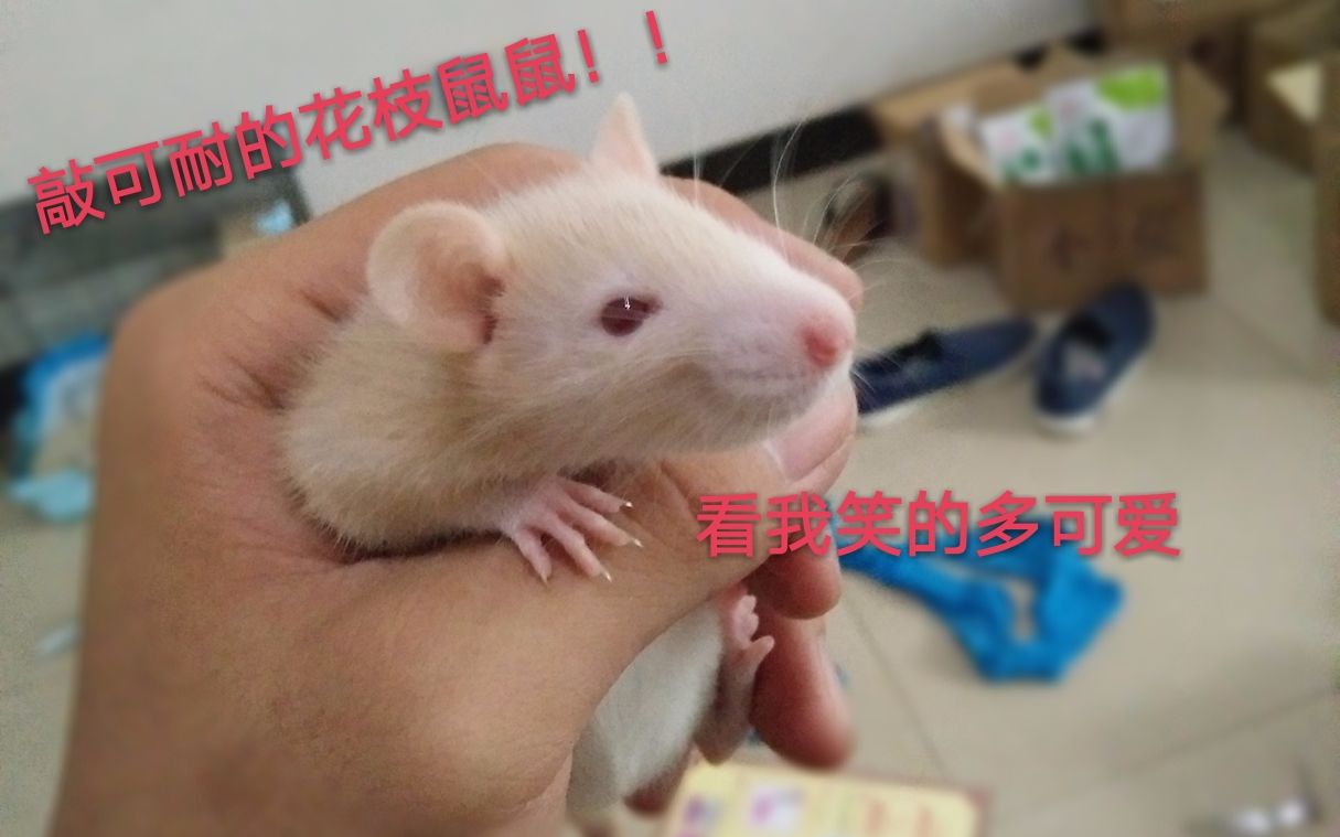 【花枝鼠】纯金的小鼠的开箱,超级可爱