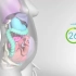 【3D动画】女性在孕期身体是如何变化的