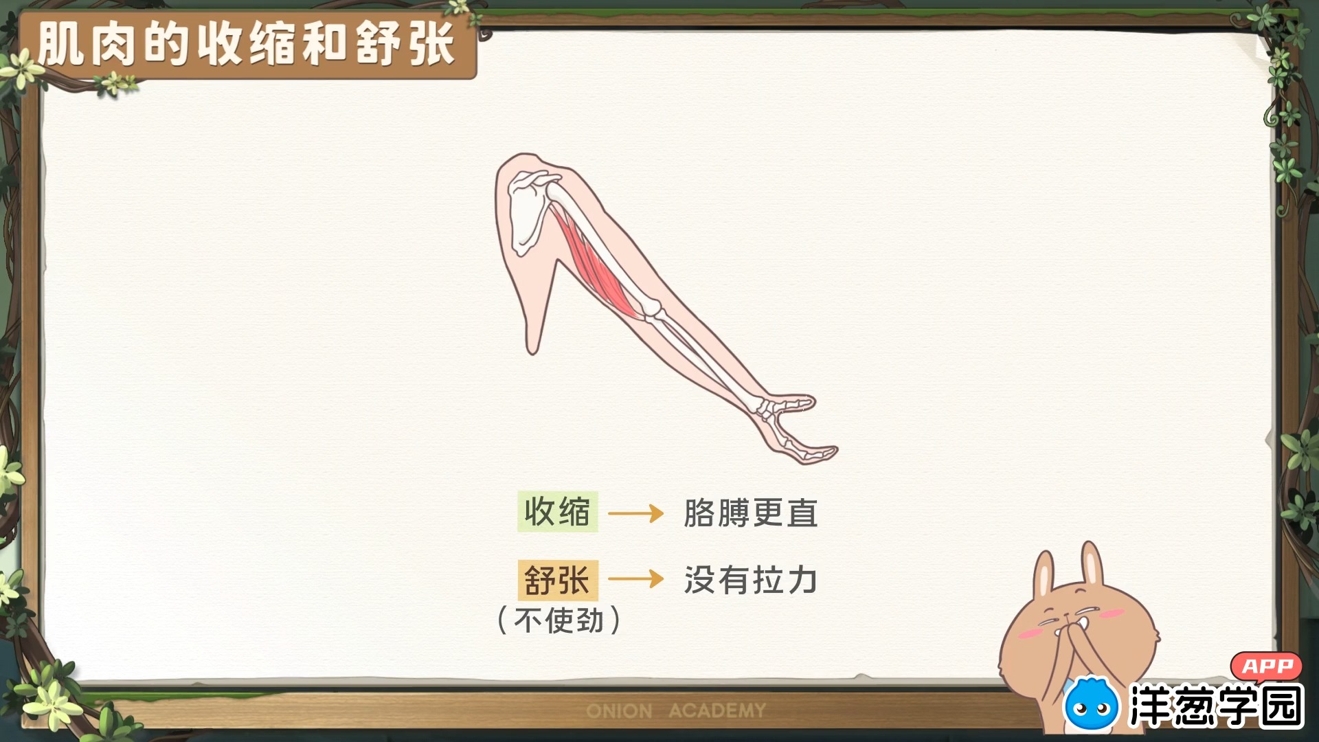 16 骨、关节和肌肉的协调配合