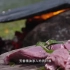 中国台湾高山族部落烤山猪肉，原始野外烧烤这么吃才过瘾